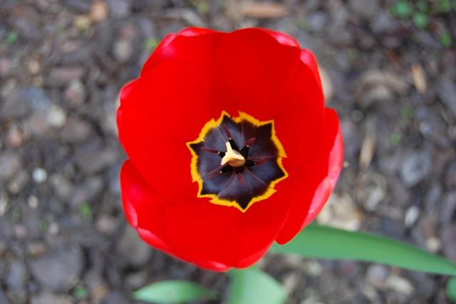 tulipano