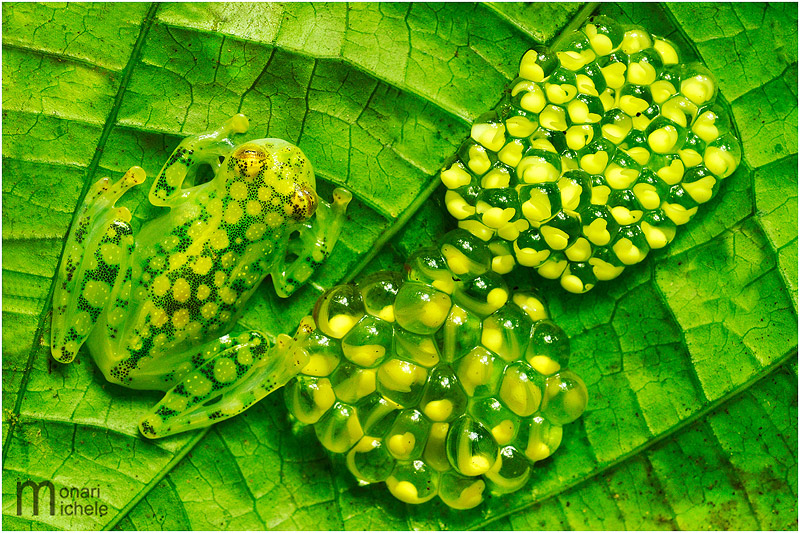 Hyalinobatrachium valerioi