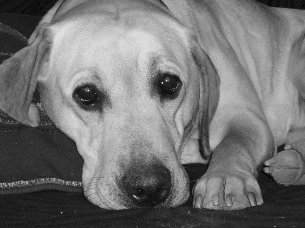 il divano � mio...