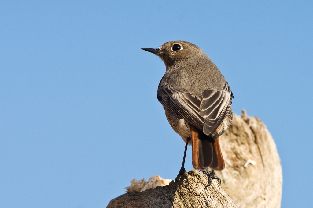 Codirosso Spazzacamino
