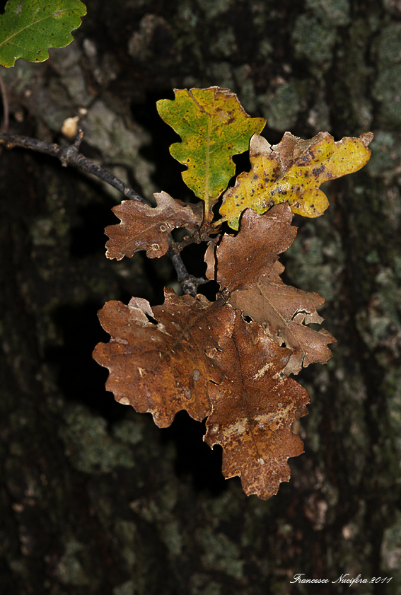 Colori-autunnali ...