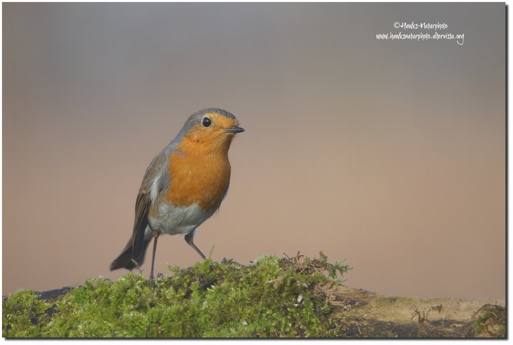 Pettirosso-Erithacus rubecula