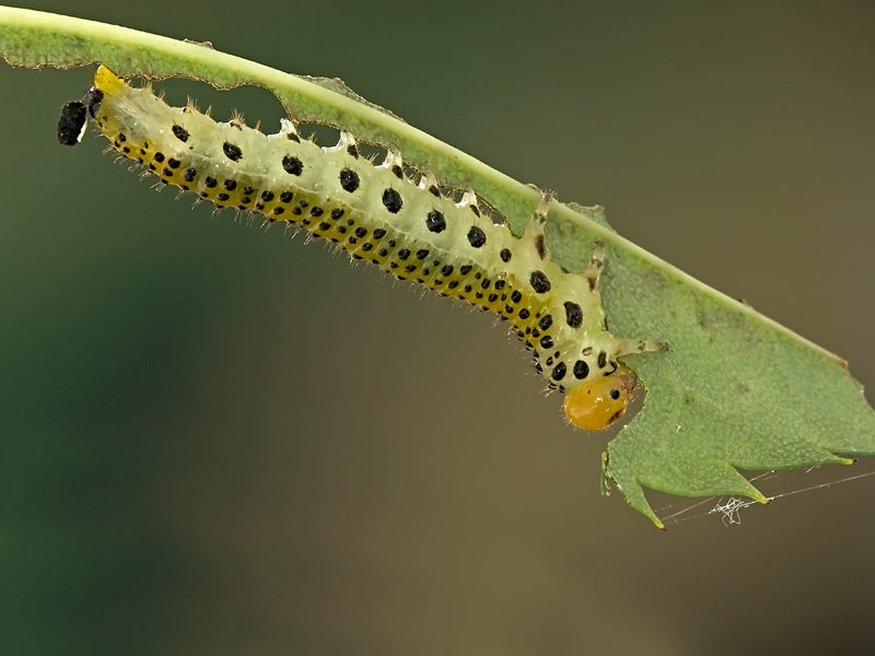 mangiatori di rose.....