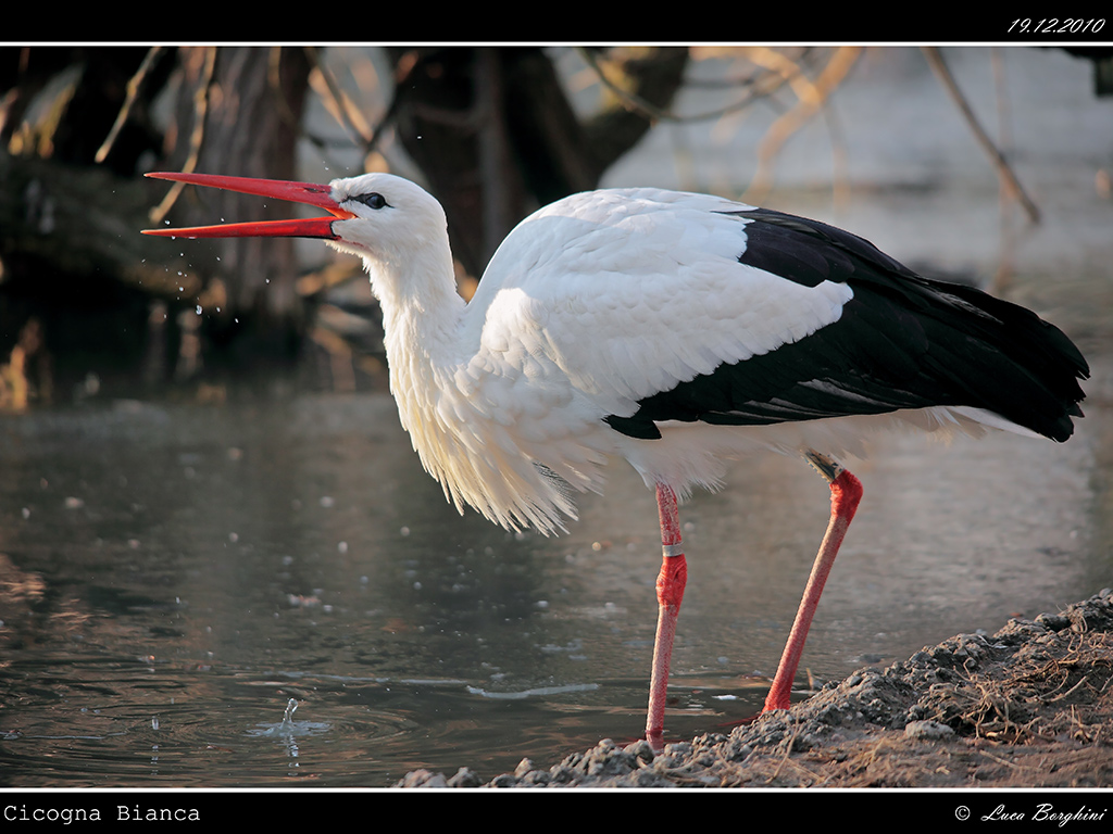 Cicogna # 2