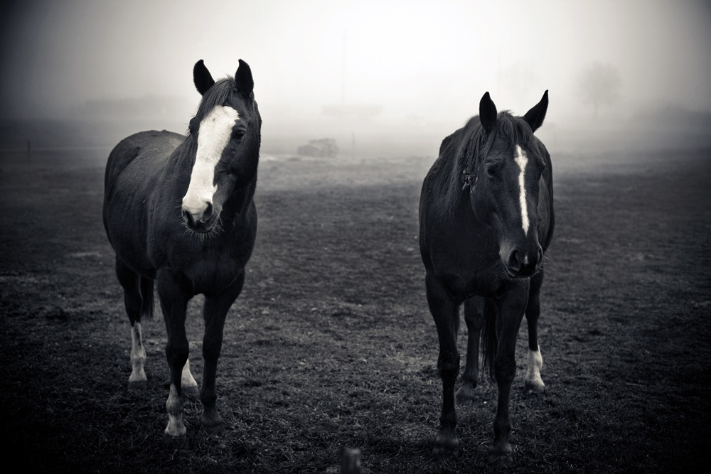 Horses