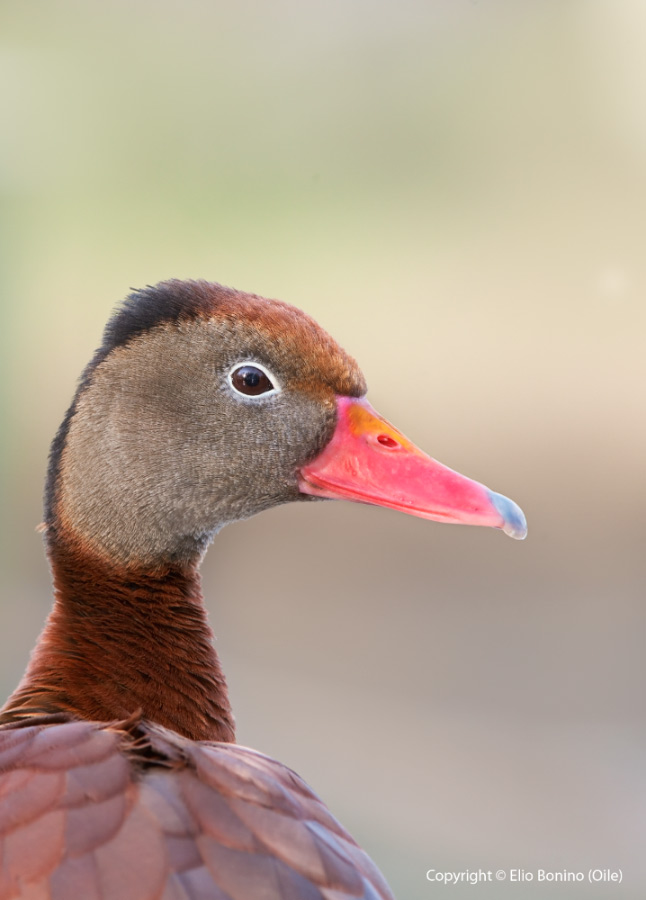 Dendrocigna beccorosso -(Dendrocygna autumnalis)