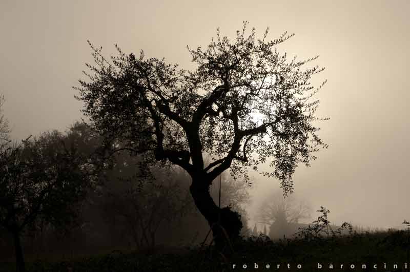 controluce con nebbia