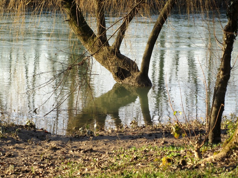 L'albero rinoceronte