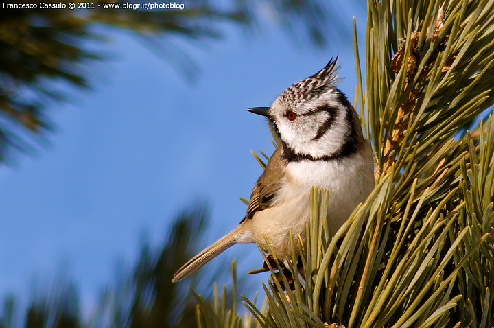 Cincia dal ciuffo - Parus cristatus