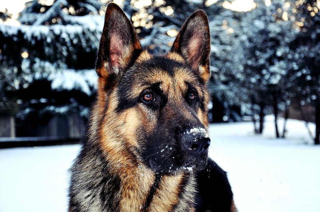 Sepp. Fiero ed invincibile