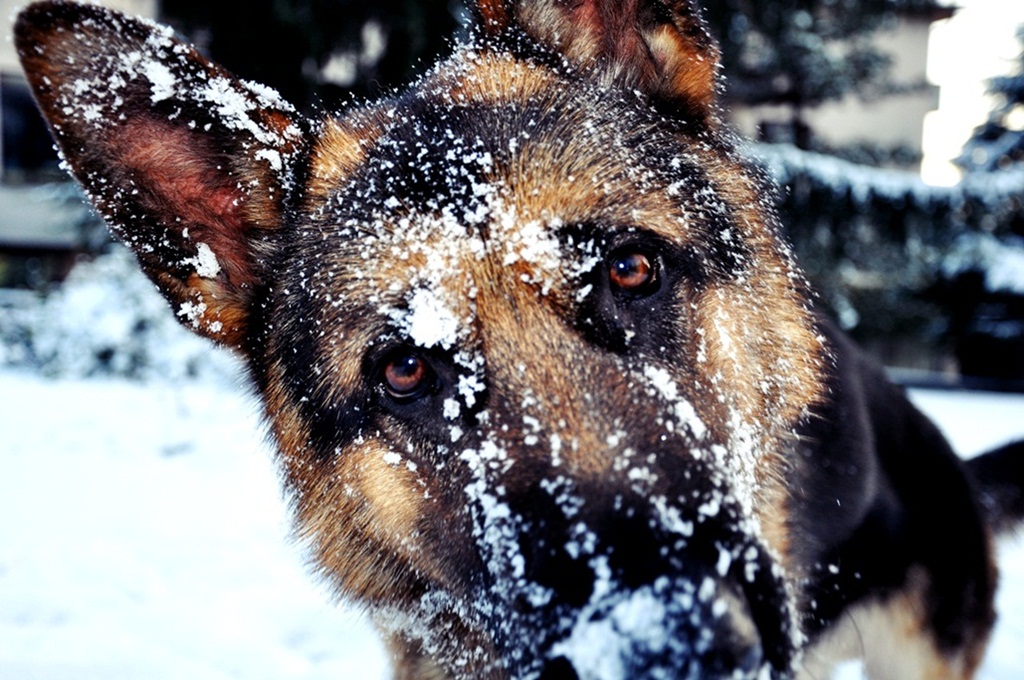 Sepp. Ho il naso gelato, le orecchie gelate, la coda gelata..