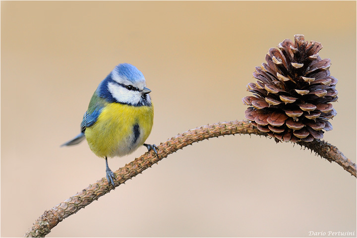 La cincia e la pigna