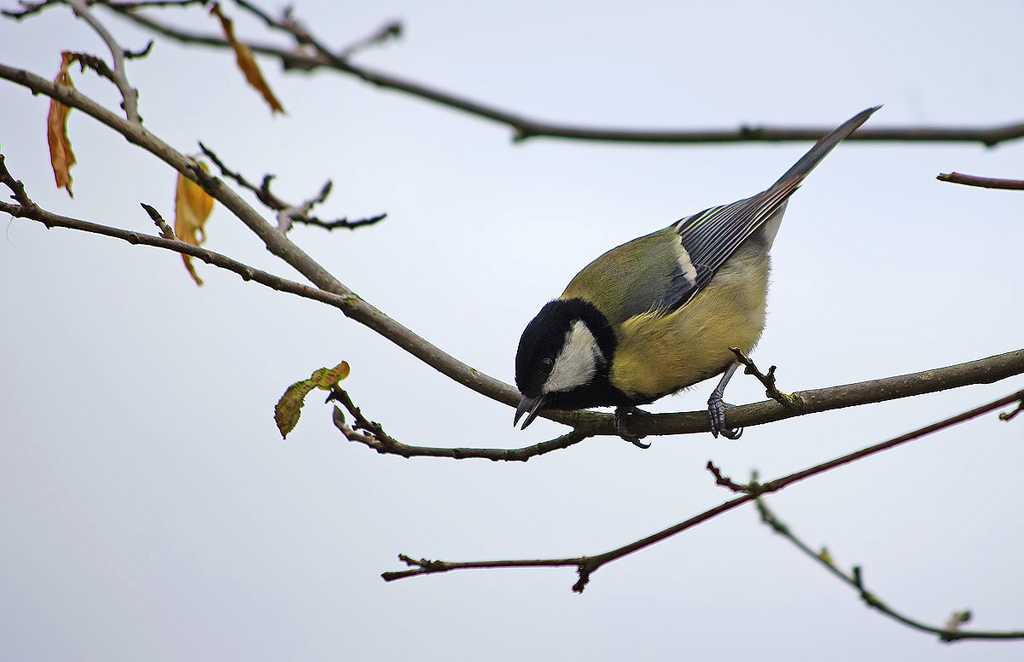 Cinciallegra #3: Canterina