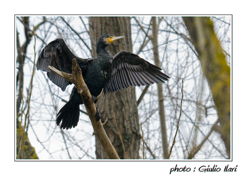 Cormorano
