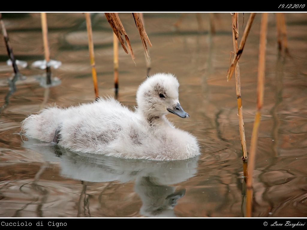 Cucciolo di Cigno