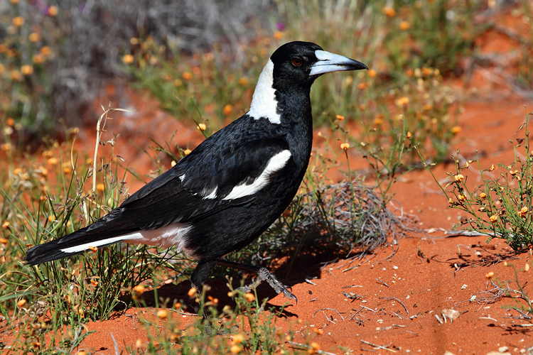 Cornachione Australiano ^_^