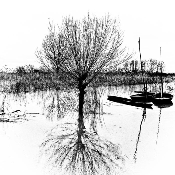 il salice