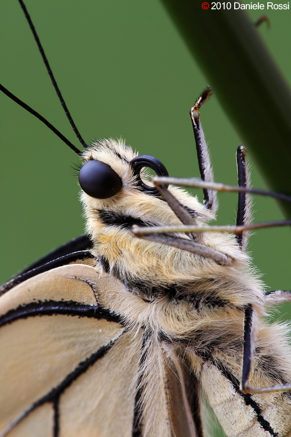 Ritratto di Papilio Machaon