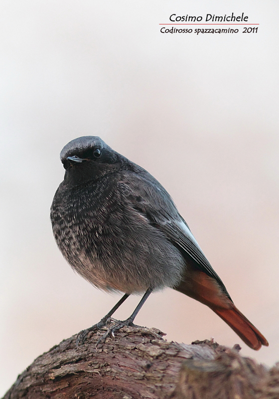 Un'altro spazzacamino