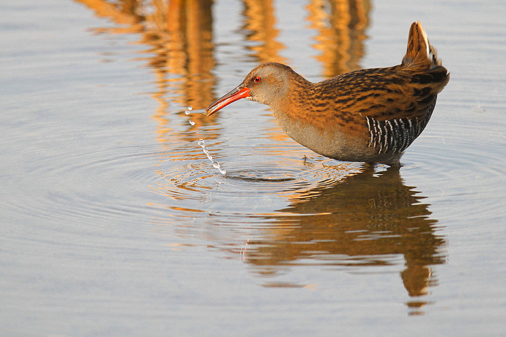 PORCIGLIONE.........