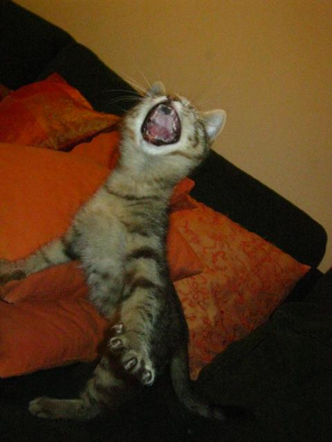 quando il gatto c'� i topi scappano