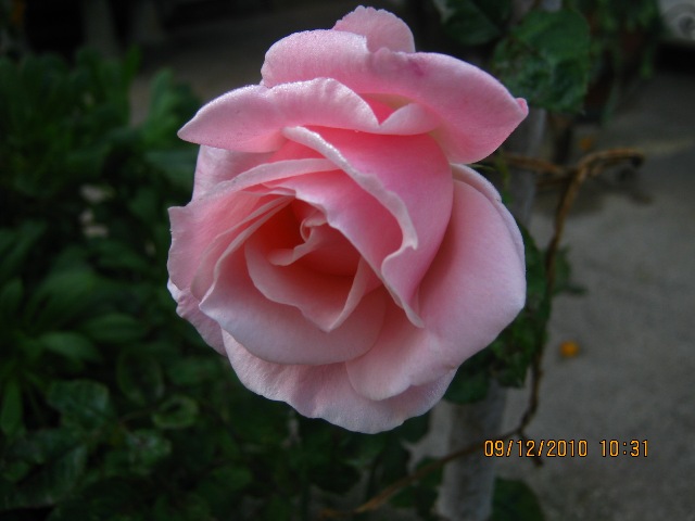rosa