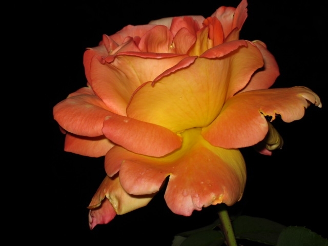 stato di esaltazione