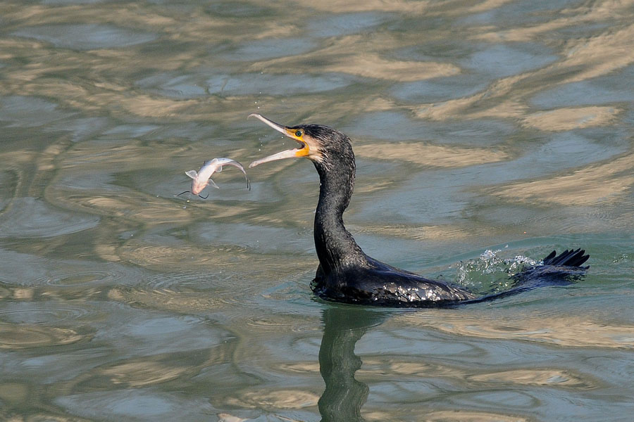 il cormorano e il barbo