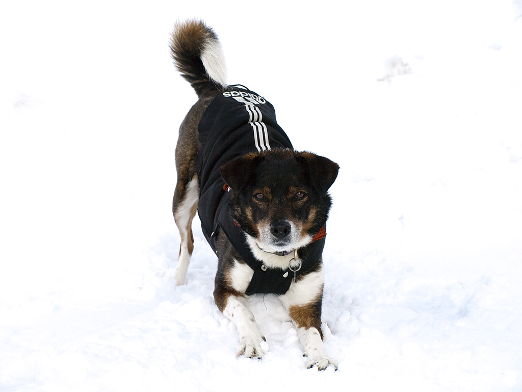 Briscola delle nevi!