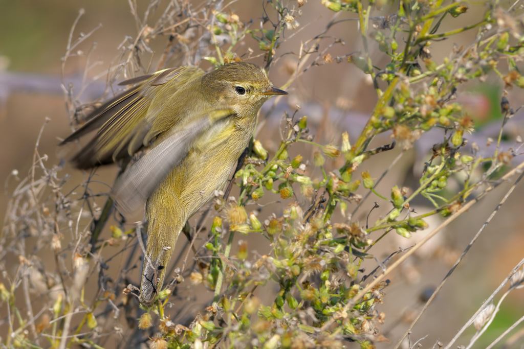 Lui' grosso (phylloscopus trochilus)