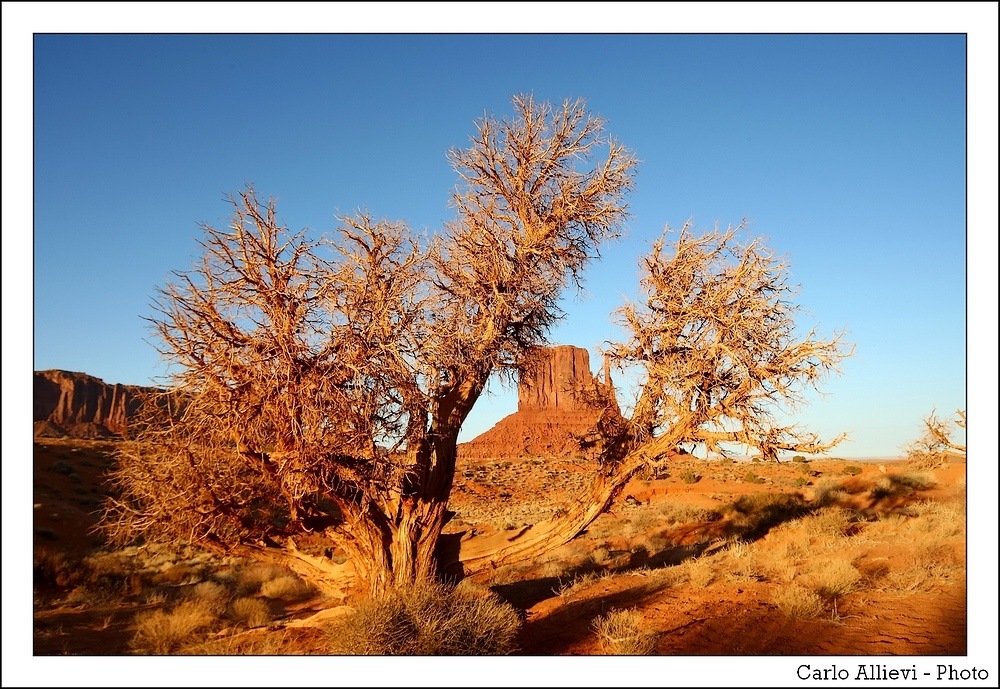 Tree - Monument Valley
