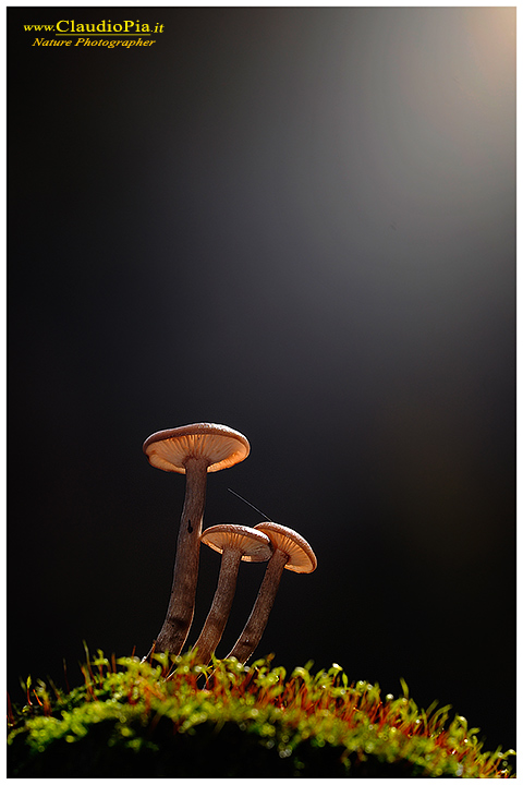 Night view (Funghi)