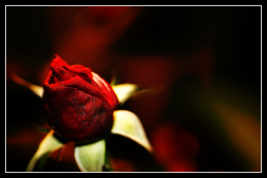 redrose