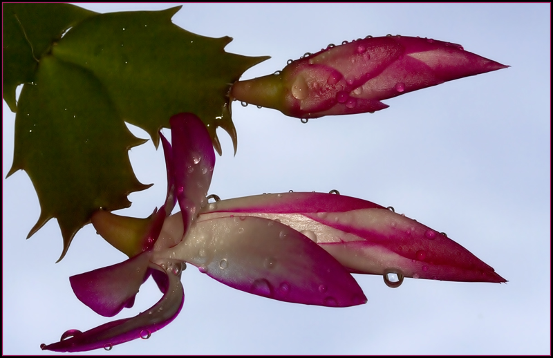fiore di pianta grassa
