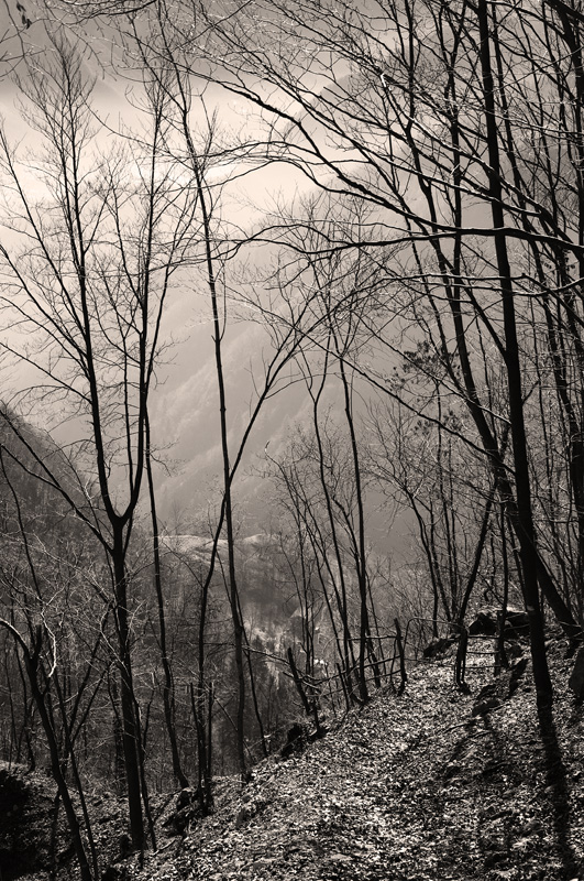 Sentiero in bosco ceduo