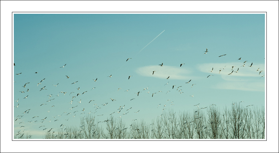 Sospese forme del bianco