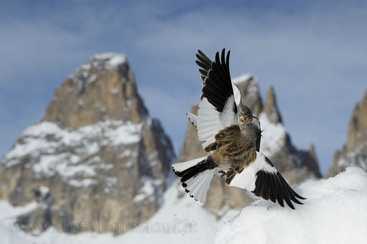 Liti di Fringuelli Alpini