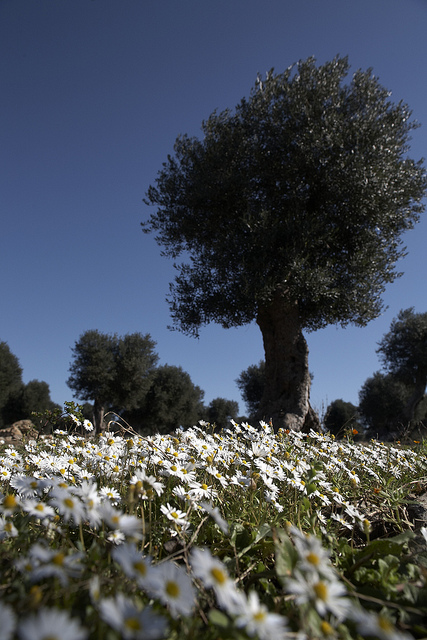 coming soon...spring!!