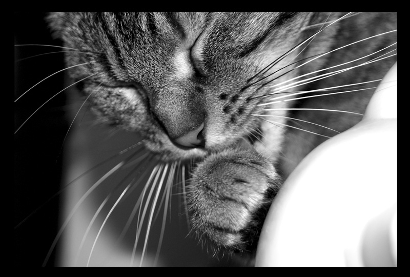 Pulizia Quotidiana...