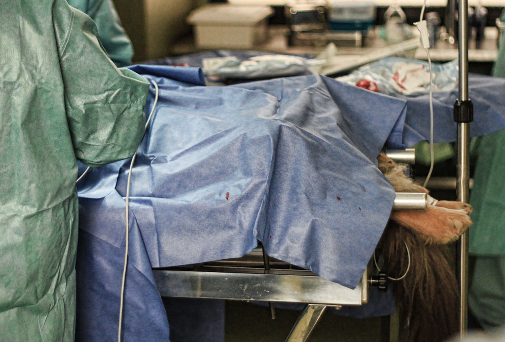 In sala operatoria...