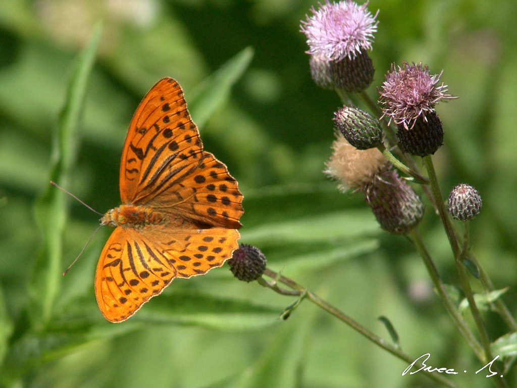 Farfalla a Campaegli