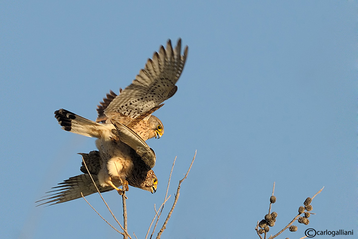 Gheppio in accoppiamento