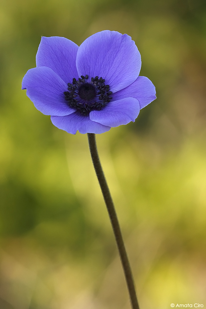Anemone coronaria