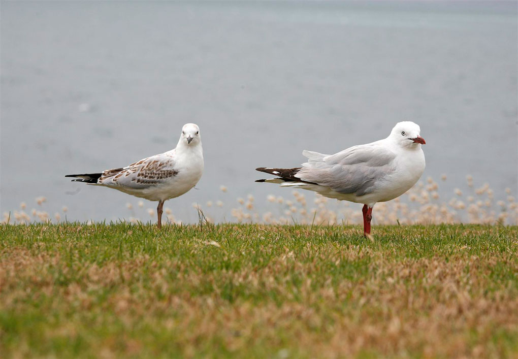 Gabbiani a Kangaroo Island