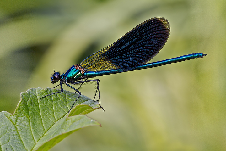 Calopteryx splendens (m)