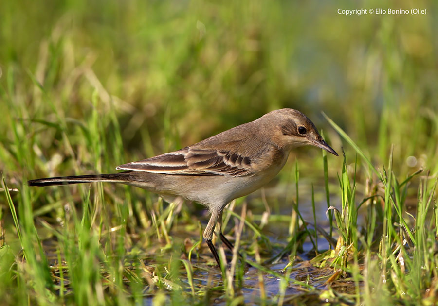 Cutrettola (Motacilla flava)