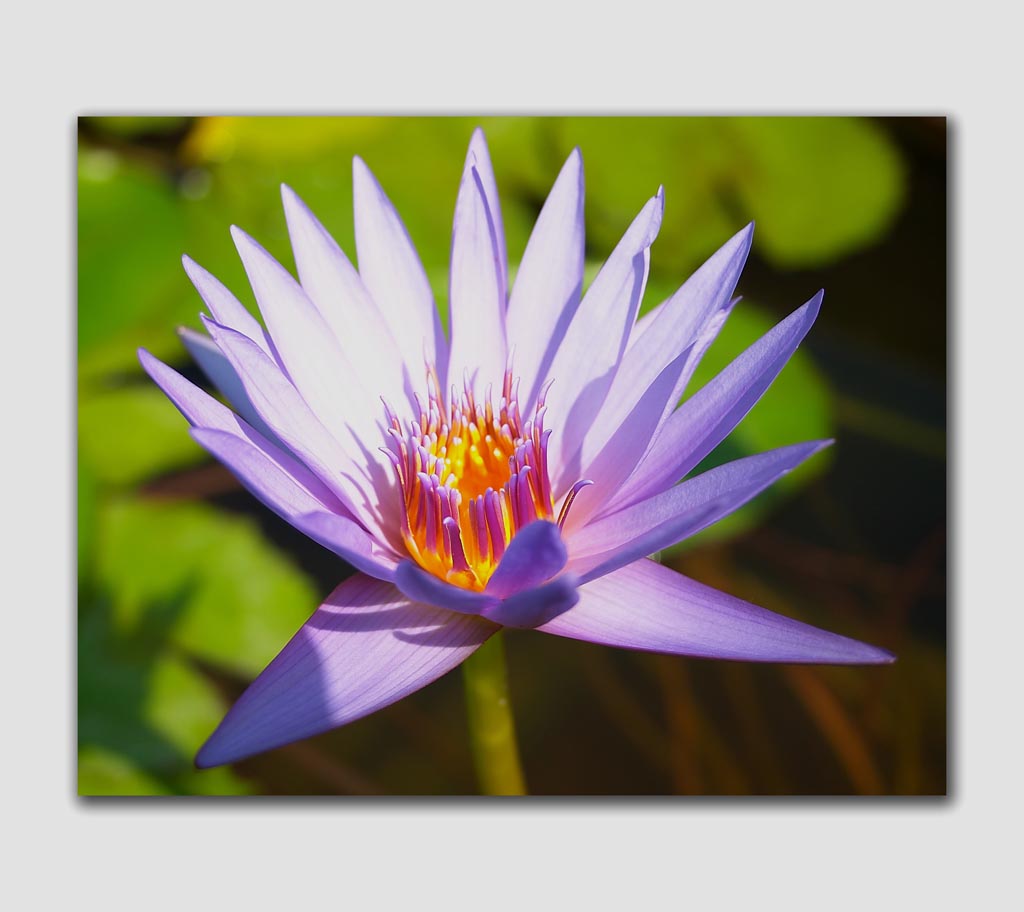 Un fiore al parco Sigurt�