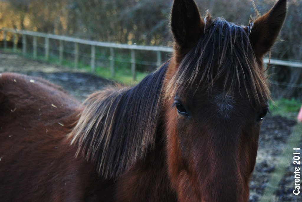 Chiuso. Recintato. Imprigionato.