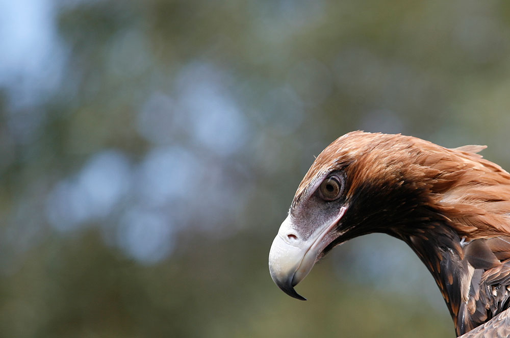Falco - Kangaroo Island