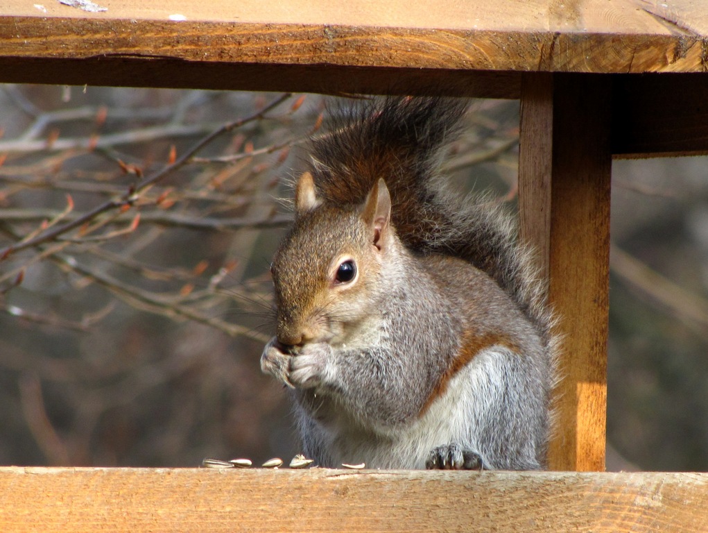 instancabile roditore